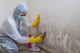 Trusted Hoffman Estates, IL Mold Remediation Experts